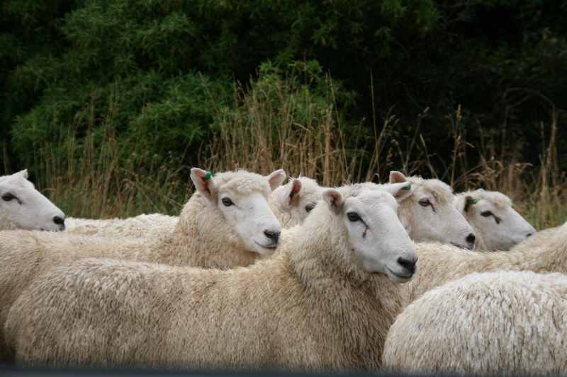 Nieuw-Zeeland 2011 - 1899